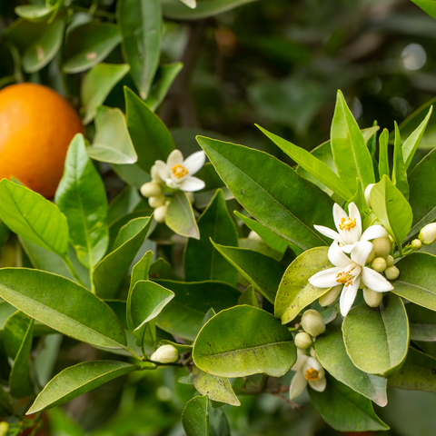 Eau de fleur d'oranger | Terroirs du Liban