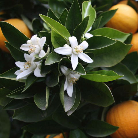 Organic Orange Blossom Water | Al Wadi — Lebanese grocery at Mon Baladé