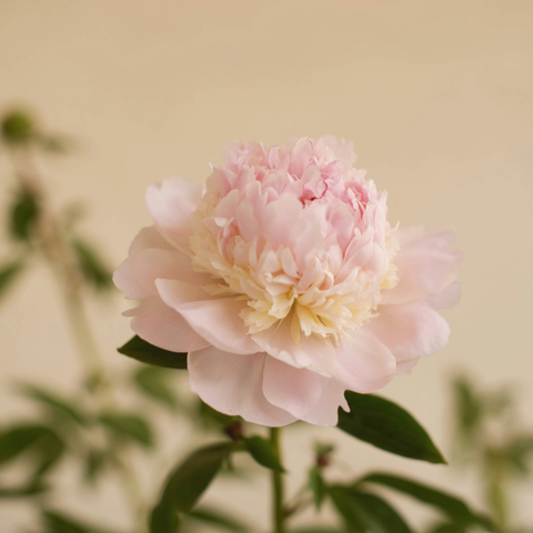 Sirop de rose | Terroirs du Liban